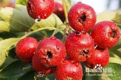 孕期早期不要吃的一些家常菜