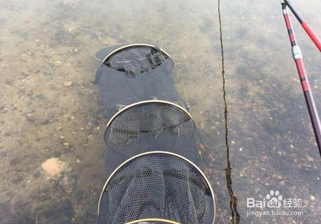 今天是钓一天的鱼，都是白条为主。