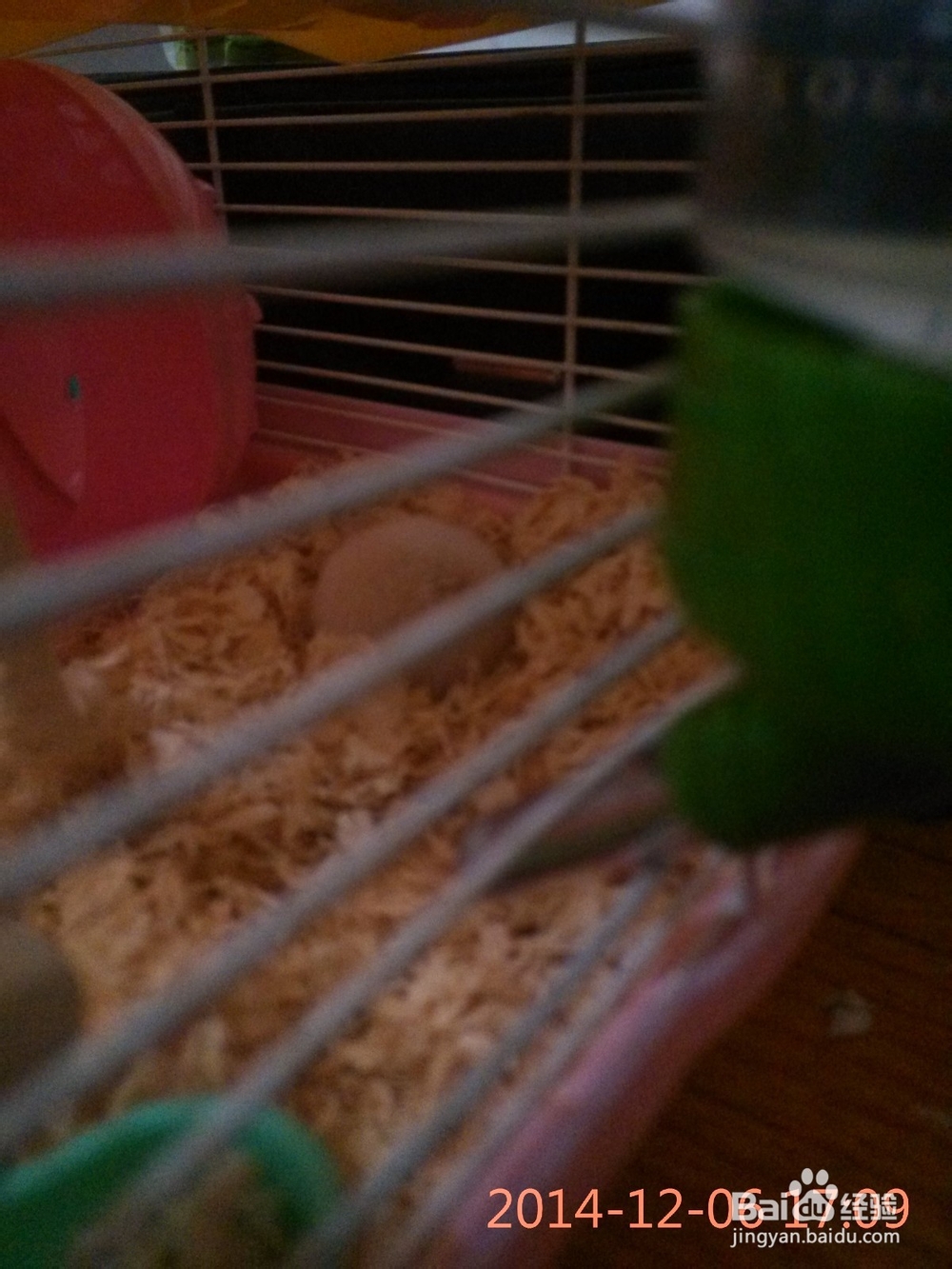 我的小仓鼠：[1]测试：我适合养仓鼠吗？