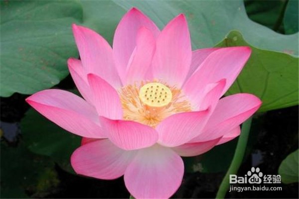 荷花应该怎么养