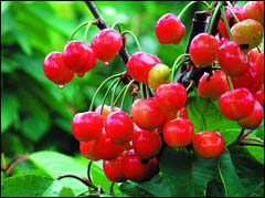 北京周末游，赏樱桃摘樱桃吃樱桃五大采摘园