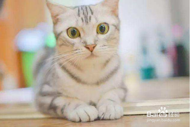 猫咪在绝育手术后应该如何护理