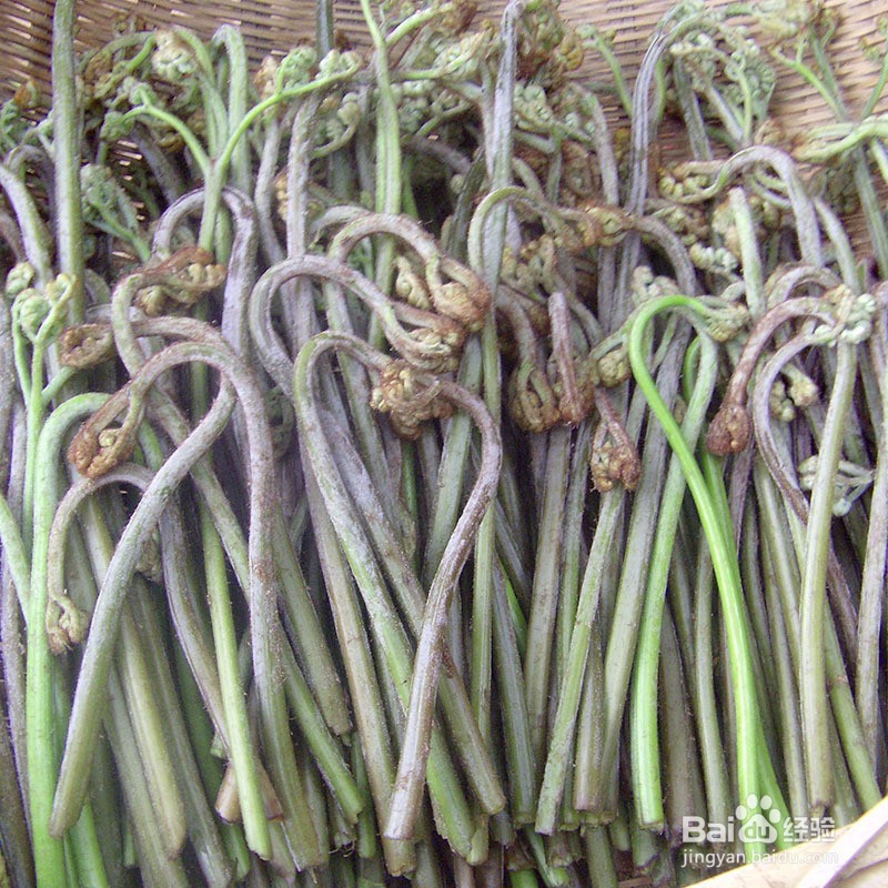 常见的野菜有哪些怎么食用