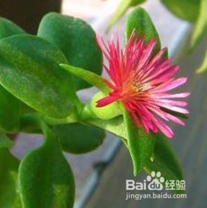 花蔓草种植方法 百度经验