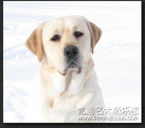 拉布拉多犬多少钱