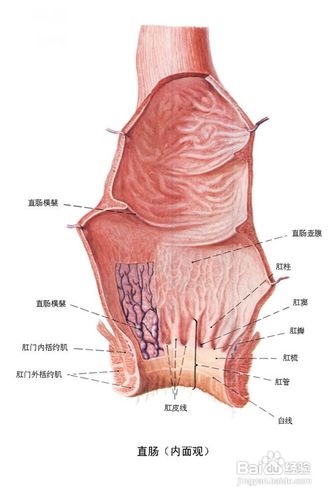 大便出血的原因——六大肛肠疾病