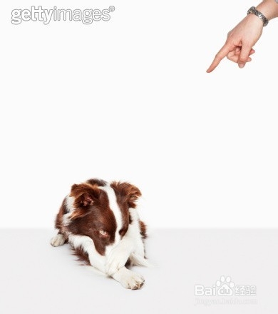 宠物指挥官：[12]总结一下响片训狗的技巧