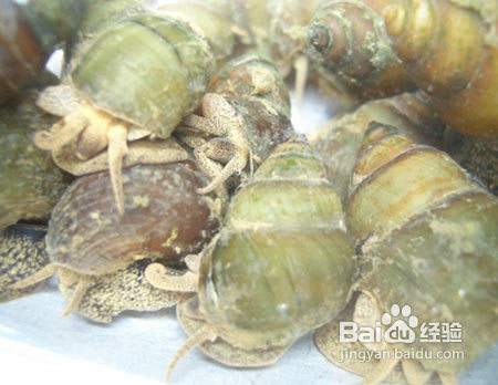 田螺人工养殖技术