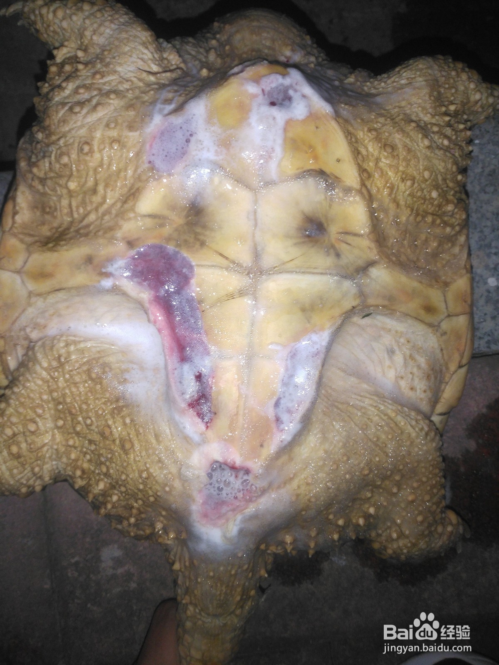 鳄龟腐甲治疗