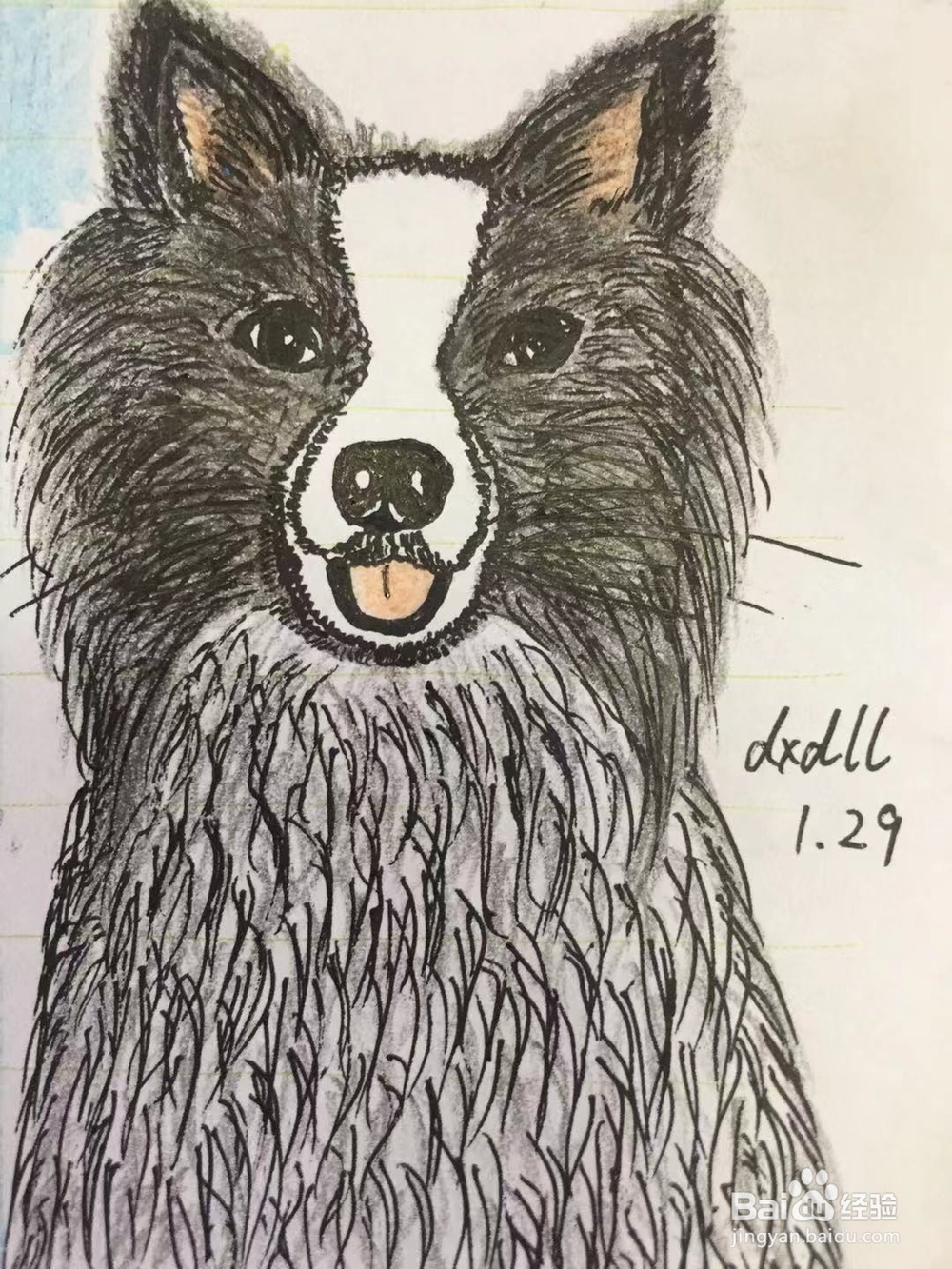 插画教程之边牧犬