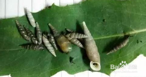 花盆里有好多烟管螺需不需要清除？怎么清除？