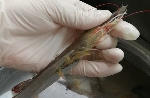 白灼虾的简单做法