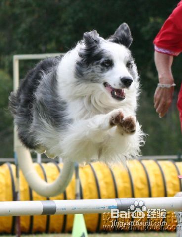 边境牧羊犬多少钱