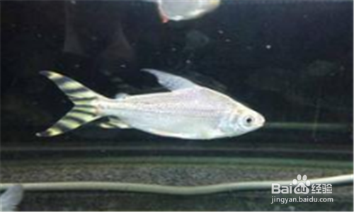 草缸蛋白虫怎么处理