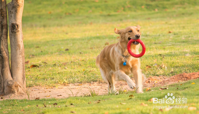 如何训练八个月的金毛犬