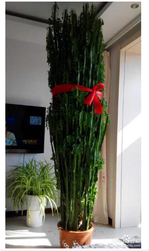 如何养护龙骨花