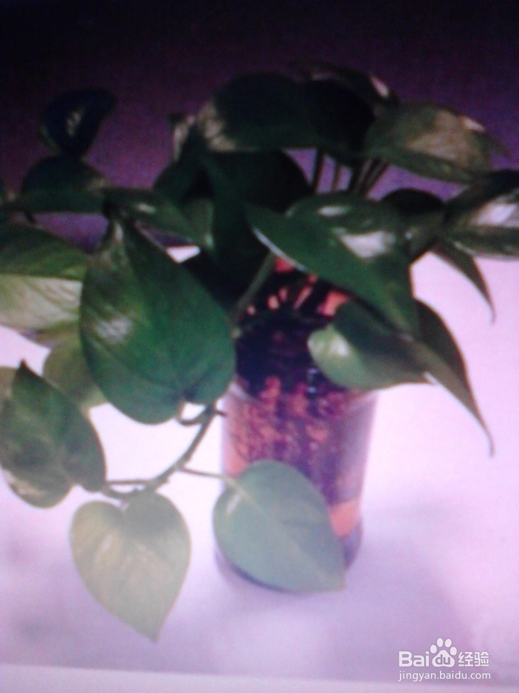 绿萝的养殖与繁殖技巧