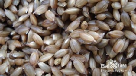 水稻育苗技术四要点技术篇