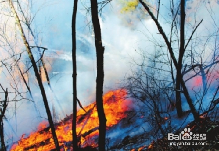 甘肃森林火灾，该怎么办？