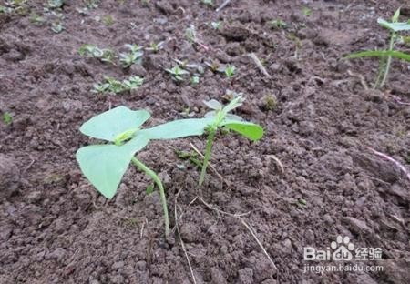 豇豆种植技术图片详细步骤1