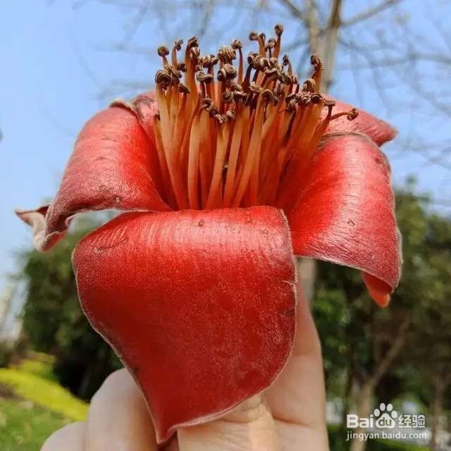 木棉花,一树能开几百朵,折点根枝就能扦插