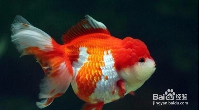 新买来的金鱼容易死亡怎么办