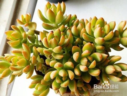适合冬季养殖的多肉品种有哪些?