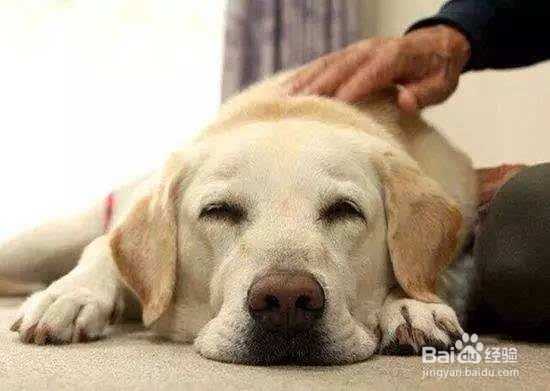 如何训练狗狗认识生活用品