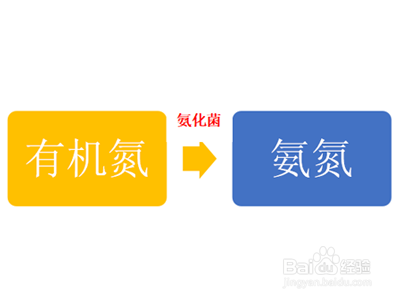 生物法除氮中有哪几种脱氮菌