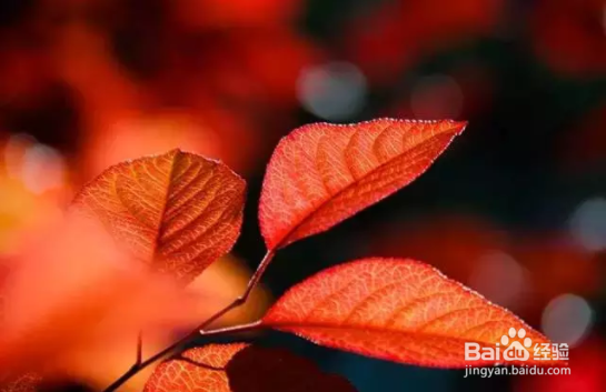 秋季如何拍出好照片？看完这篇文章你就全懂了！