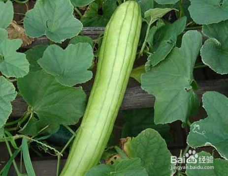 越瓜的功效和作用