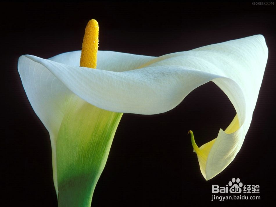 自己动手去除黑眼圈的方法