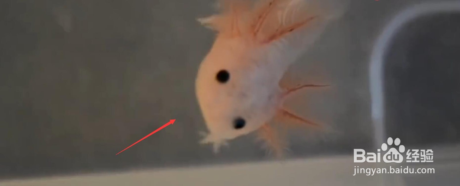 六角龙鱼下崽了怎么办