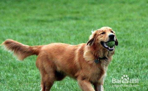 最有效的训狗方法