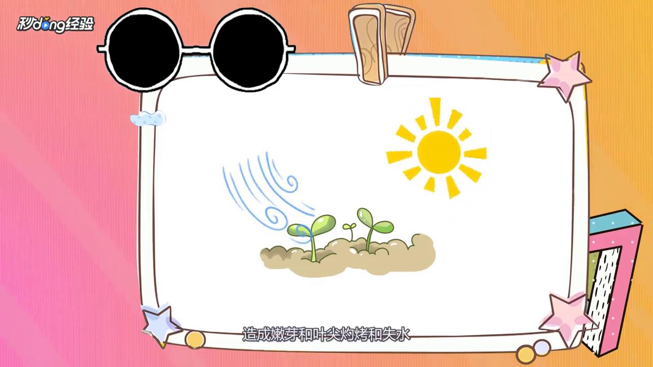 薄荷枯萎怎么救活？