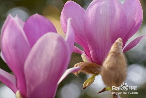 木兰的家庭养殖方法