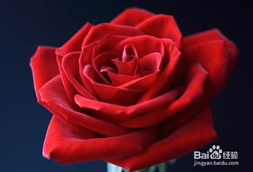 玫瑰花怎么插花瓶水养 百度经验 玫瑰花怎么插花瓶水养 百度经验