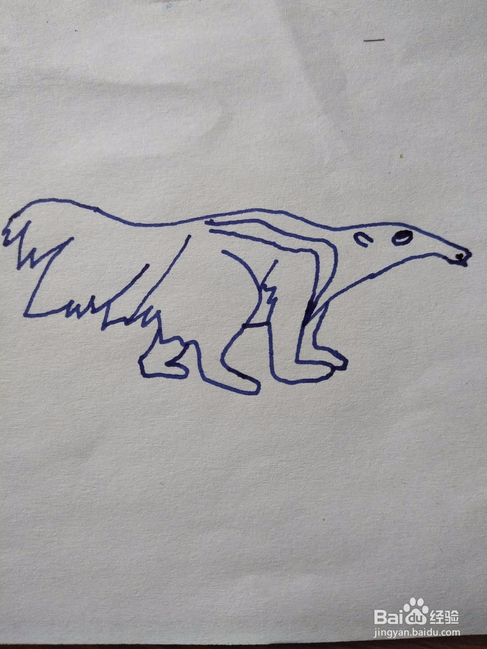 简笔画之食蚁兽