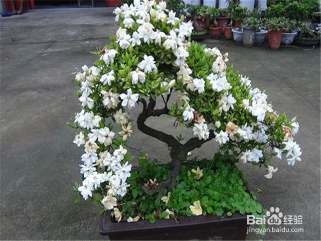 如何照料室内的栀子花？