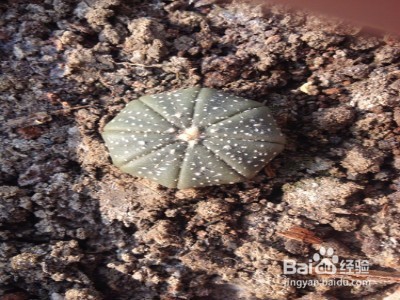 星兜仙人球瘦了怎么办