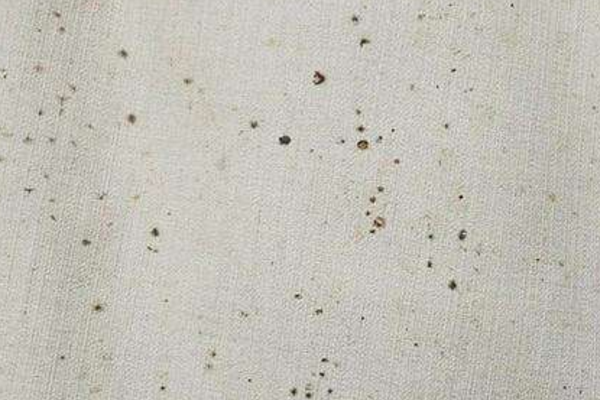 皮革发霉怎么处理