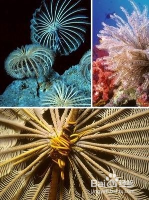 自然界十大活化石 你知道几个？