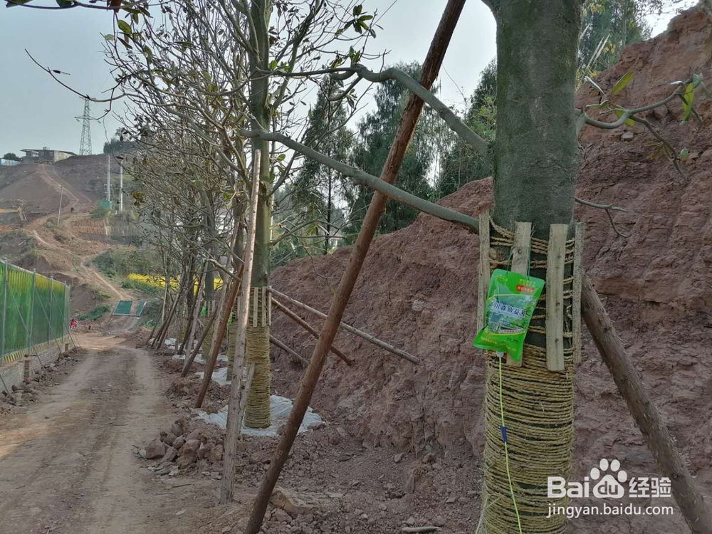 大乔木为什么难以移栽成活——案例分析