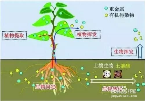 植物如何从土壤中吸收水分运输到叶片 百度经验