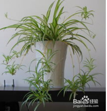 办公桌上放什么植物可以吸收辐射