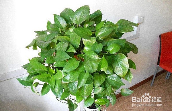 新房子装修后怎么去甲醛