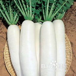 慢性支气管炎患者适合吃什么食物