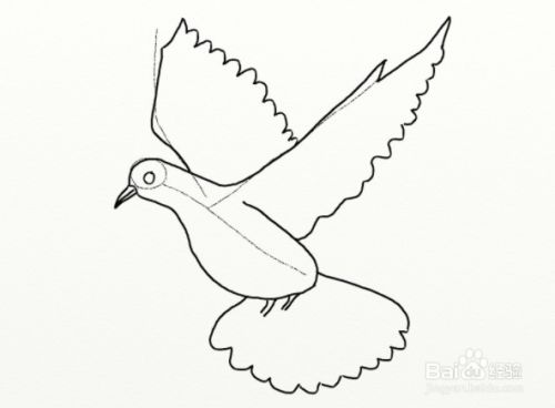 如何画一只飞翔的鸽子