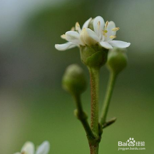 七子花的养殖技巧与病虫害预防