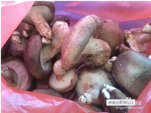 香菇肉丝面条